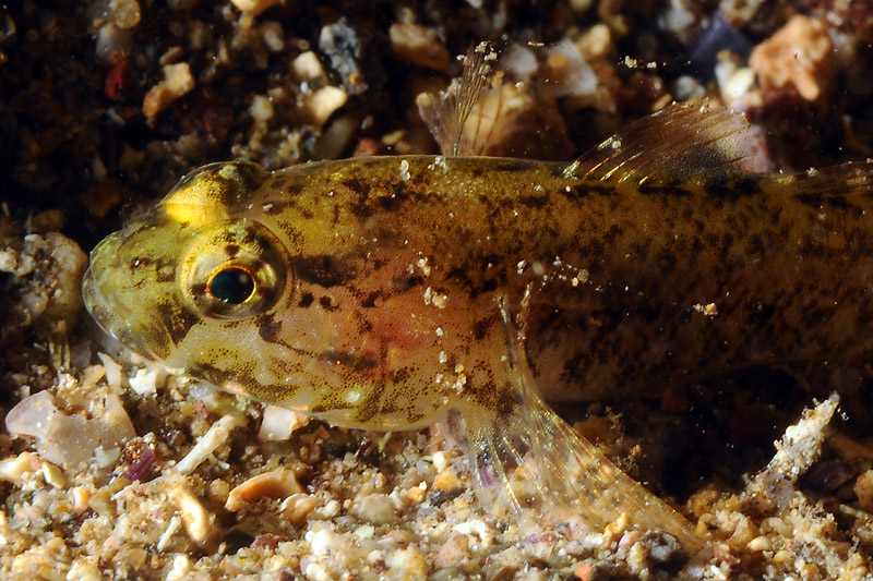 Giovane Gobius paganellus